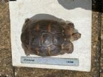 Spur Thighed : Male approx 25+ years old (Tommy)